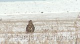 Video of Common Buzzard - Common Buzzard is hunting in the winter